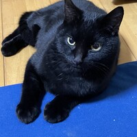 人懐っこい黒猫ちゃん