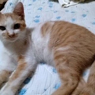 ゴロゴロの甘えん坊猫さんシヴァちゃん