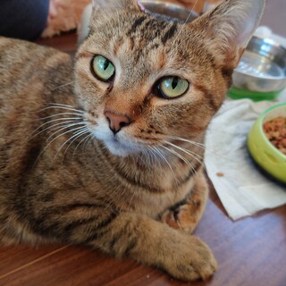 甘えん坊キジトラ女の子