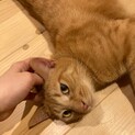甘えん坊のカギしっぽの茶トラ♂