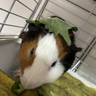 なつめ　犬たちとも仲良しです