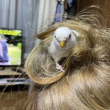 るるちゃん　髪の毛で巣を作ってみたようです