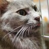 さんしょ母さん /人馴れ中 サムネイル6