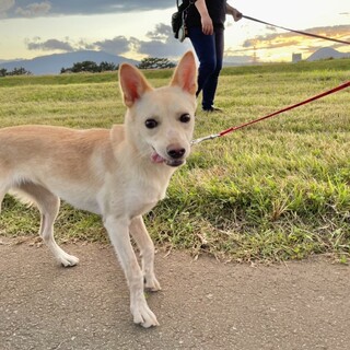 ララの家族を探してます。