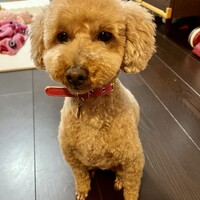 ココア