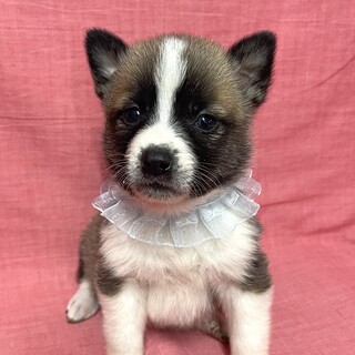 交渉中・保健所から保護・子犬♂キング♡かわいいです