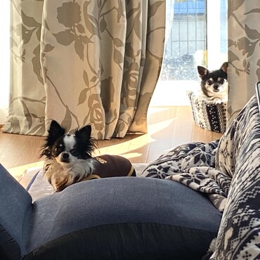 師走だねぇ、ほのぼの