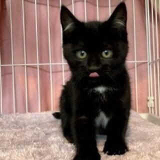 耳、お腹、胸、足先の白い毛がステキ　つきちゃん