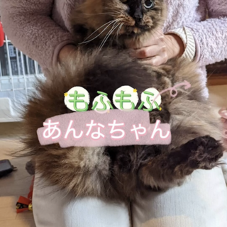 ゆっくりゆっくり家族になってにゃ〜♡あんなちゃん