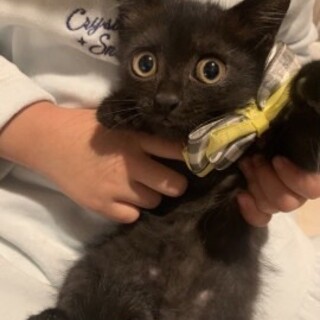 ちょこっと白い　おめめくりくりマイテｨ♡