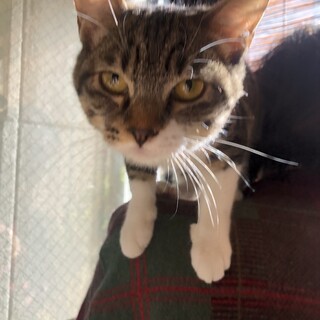 肩乗りゴロゴロ白キジ女の子6か月