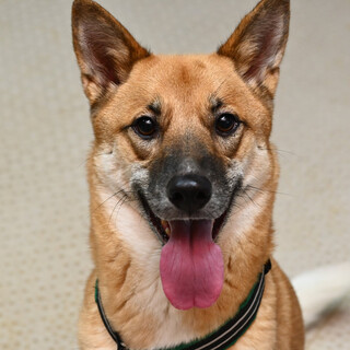 賢いライリくん！