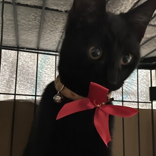 〝クロノスケくん〟です♪