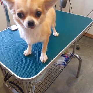 チワワの女の子　4才