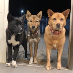 保護犬猫の譲渡会 in せとうちドッグパーク