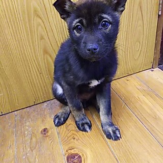 保健所救出犬！里親様緊急募集！！