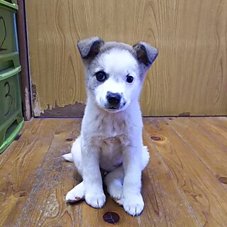 徳島県が募集対象の保護犬の里親募集情報 ペットのおうち 月間利用者150万人