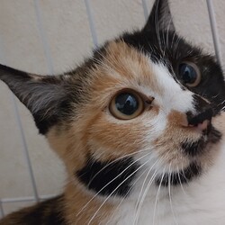 猫の譲渡会　in　名古屋市昭和生涯学習センター サムネイル2