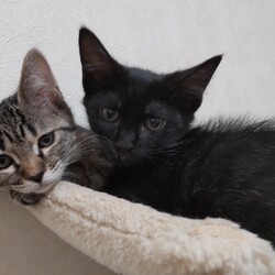 猫の譲渡会　in　名古屋市昭和生涯学習センター サムネイル3