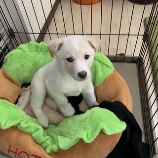 【仔犬】金時くん