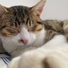あにまるん