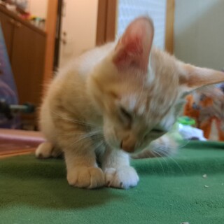 茶トラ三兄弟！(２匹は里親決定)