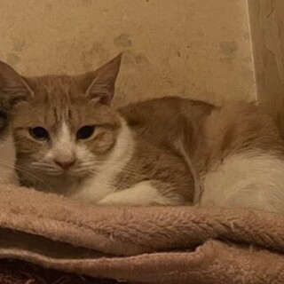 ハチワレ＊茶白のベイタ君3歳♂