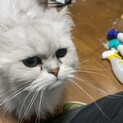 猫　恐らくペルシャ種　推定5歳