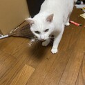 猫　品種不明　推定3歳です