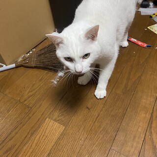 猫　品種不明　推定3歳です