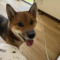 血統書付きの豆柴ちゃん(ᐡ•̀ω•́ᐡ)