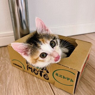 12/18西千葉ෆ⃛４兄妹ですෆ⃛みすけちゃん