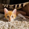 12/18西千葉ෆ⃛４兄妹ですෆ⃛トラくん サムネイル3