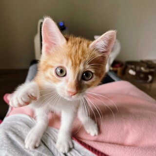 12/18西千葉ෆ⃛４兄妹ですෆ⃛トラくん