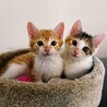 12/18西千葉ෆ⃛４兄妹ですෆ⃛トラくん サムネイル6