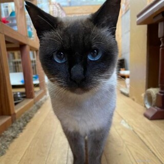 シャム風　シャムちゃん