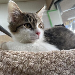 フワモフな三郎君