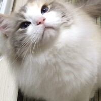 かりん