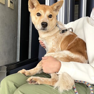 チョッピリ控え目去勢済キュートなタキシくん6ヶ月