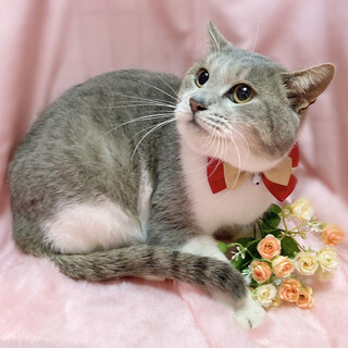 希少なグレージュ色！あざ」東京都 - 猫の里親募集(442468