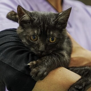 美しい黒子猫、ごろすりレン君です