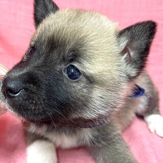 保健所から保護・子犬♂シンちゃん♡かわいい