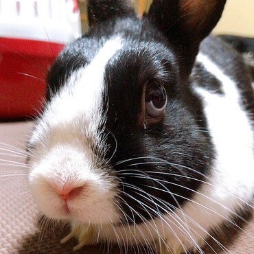 チップ香川から海を越えてやってきました