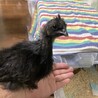 しーちゃんくーちゃんさん