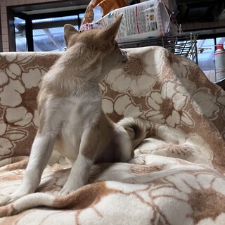 生後約3ヶ月の子犬里親緊急募集