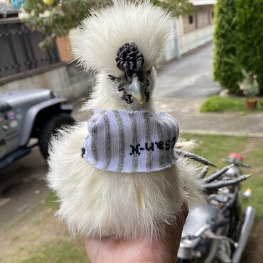 生まれた時からキレイな白色。イケメンです。懐いています。