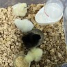 生まれた時は4色でした。今は５ヶ月になります。オスになります。大切に育てていただける方を探しています。よろしくお願いします。
