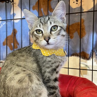 とっても甘えん坊なキジトラ男子