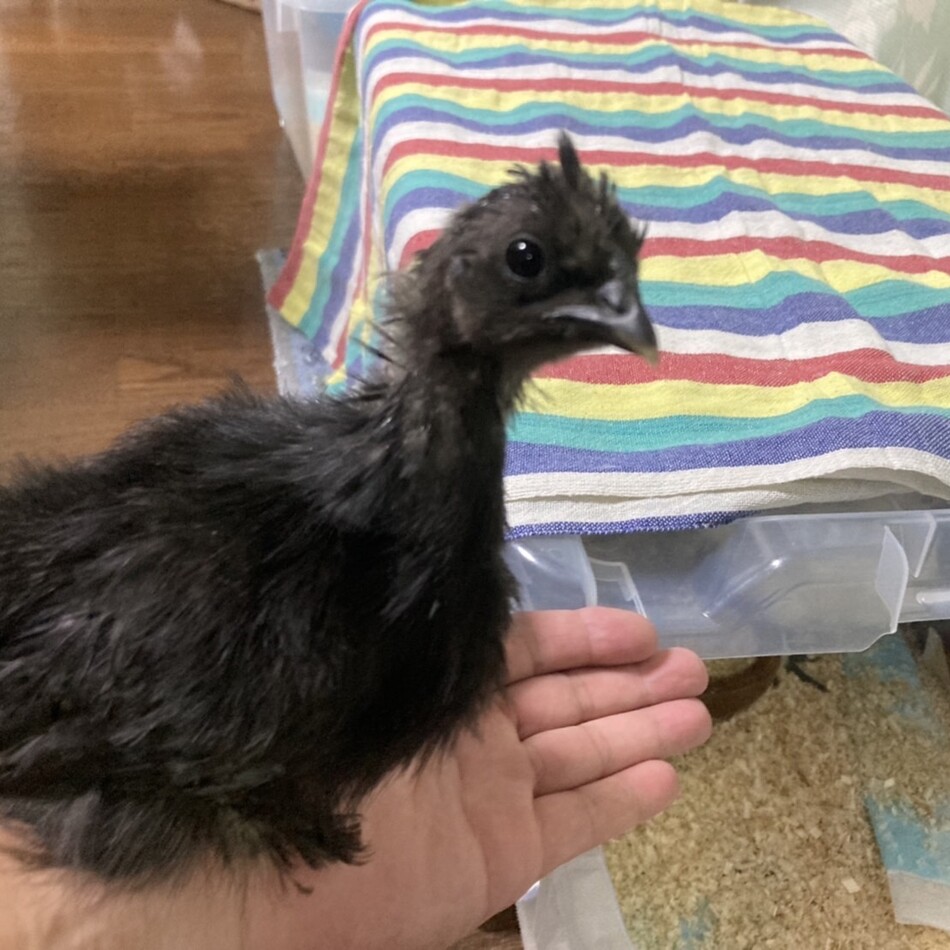 くー、しー、ちゃー、きーちゃんのカバー写真