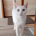 スノーちゃん　〜オッドアイの美人さん〜